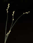 Quill sedge